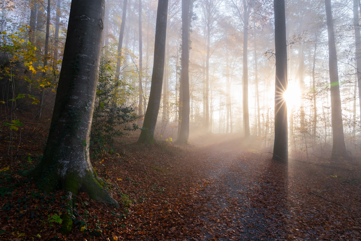 Raios de sol atravessando uma floresta de outono ao amanhecer, iluminando um caminho de folhas